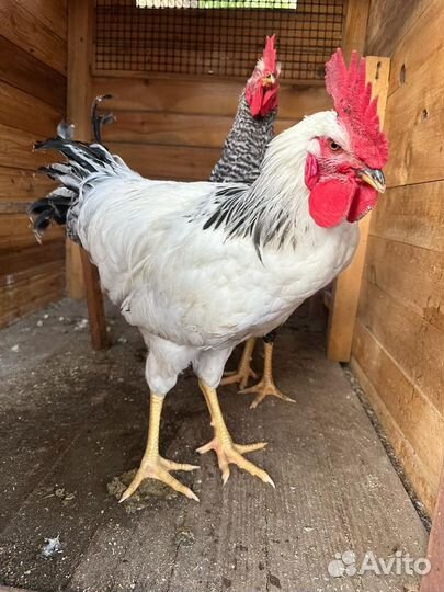 Молодые петухи