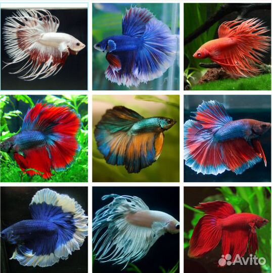 Рыбка петушок Тайланд