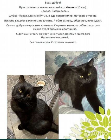 Кот Феликс в добрые руки