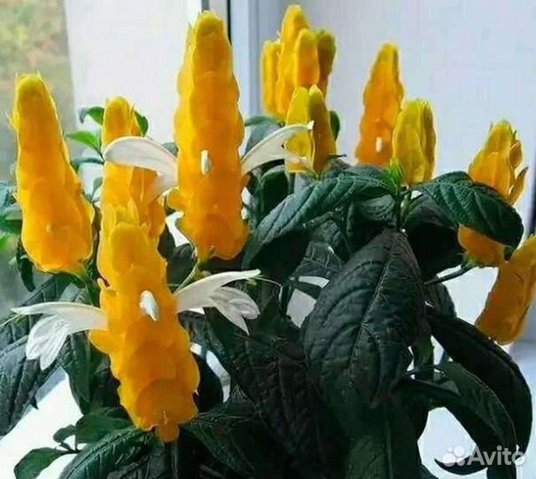 Комнатные красивоцветущие