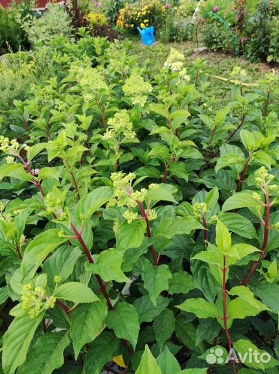 Гортензия Ванилла Фрайз