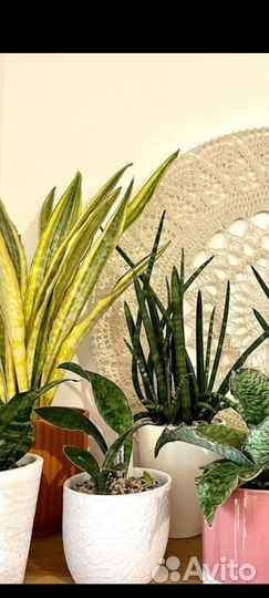 Удобрение P13 ароид/сансевиерия