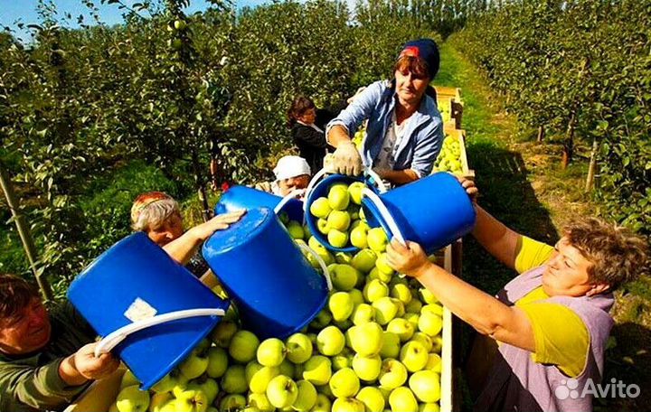 Работа Сборщиком яблок. Вахта