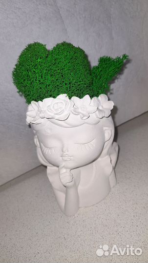 Стабилизированный мох в кашпо