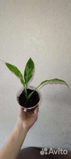 Спатифиллум домино