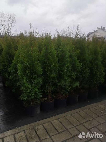 Туя смарагд