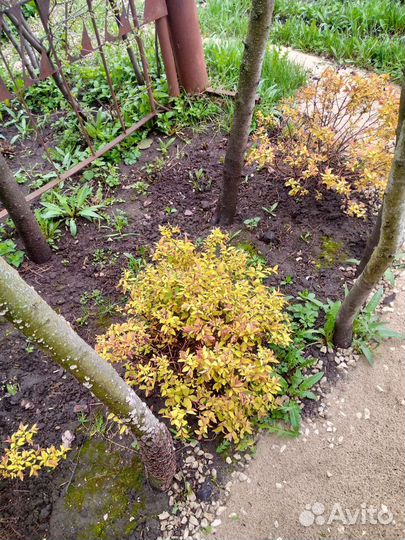 Декоративные растения