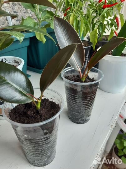 Фикус эластика мелани