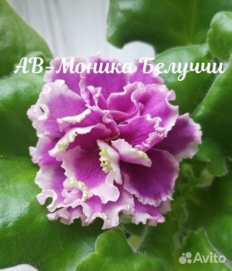 Фиалка сортовая