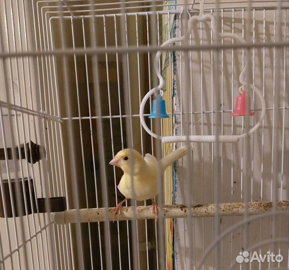 Кенор и канарейка