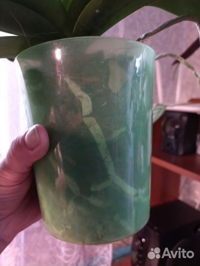 Орхидея фаленопсис