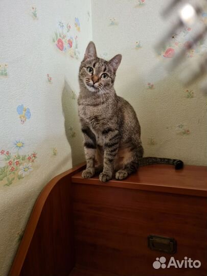 Кошка в дар бесплатно