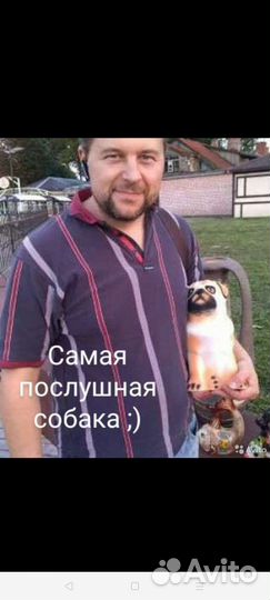 Дрессировка собак