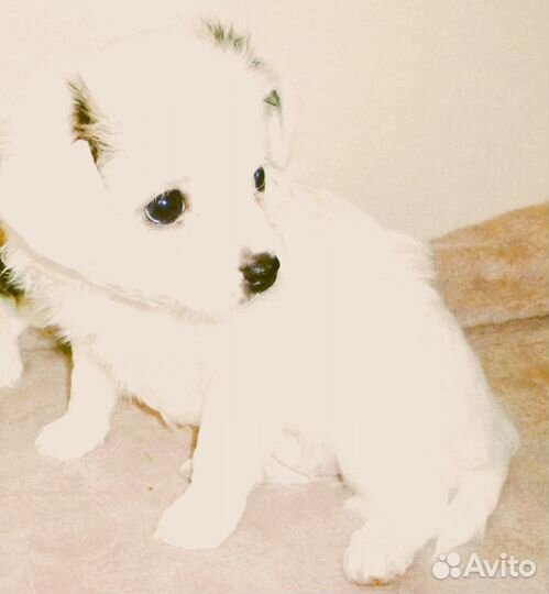 Щенок папийона девочка