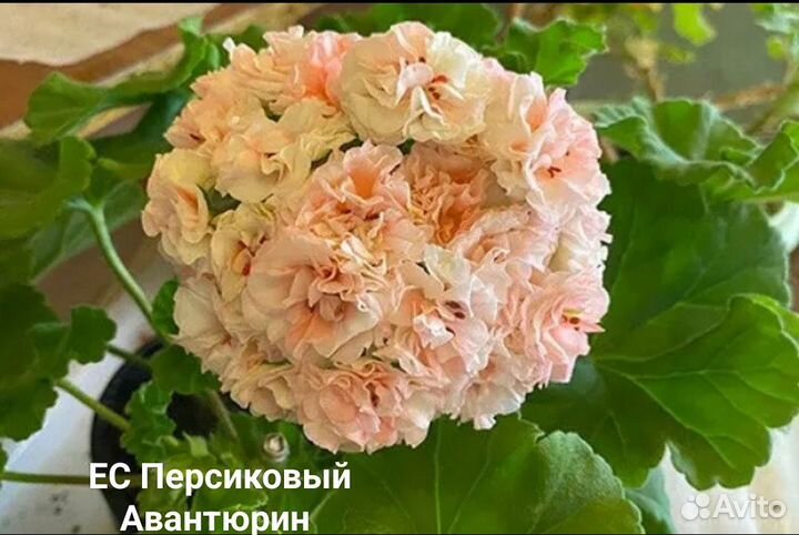 Пеларгония герань