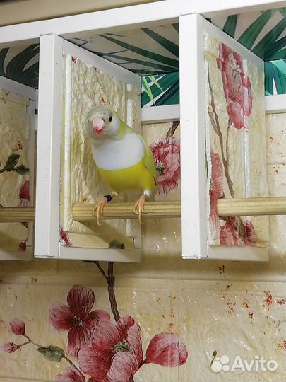 Амадины Гульда