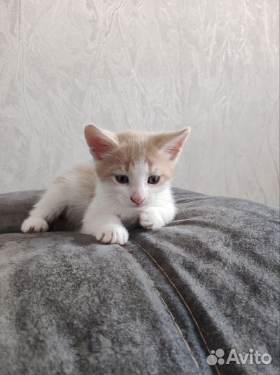 Отдам добрым и заботливым людям