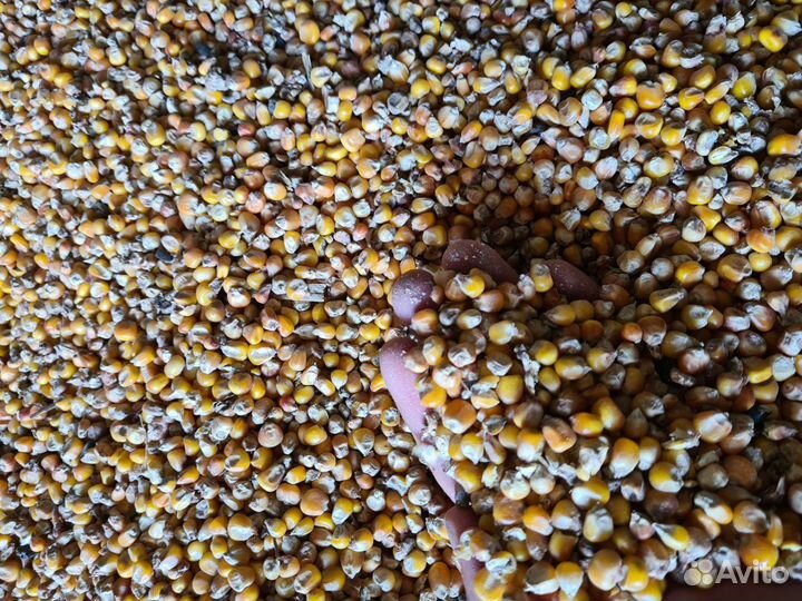 Пшеница, ячмень, овес, кукуруза, комбикорм