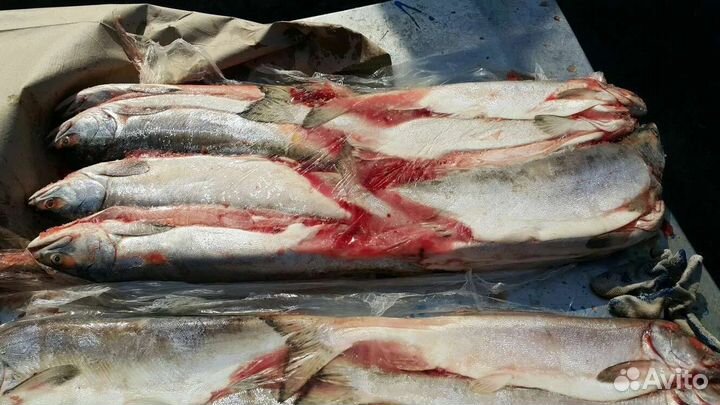 Рыба свежемороженая. Кета и горбуша