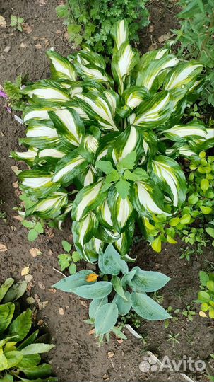 Хоста большой куст