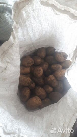 Картофель с доставкой