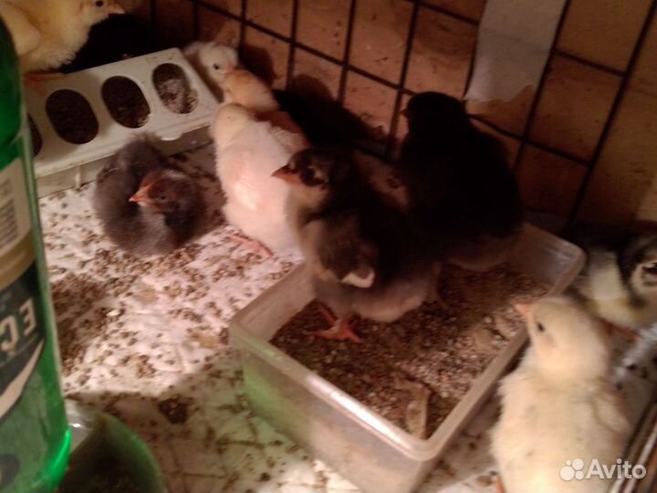 Цыплята несушки подрощенные