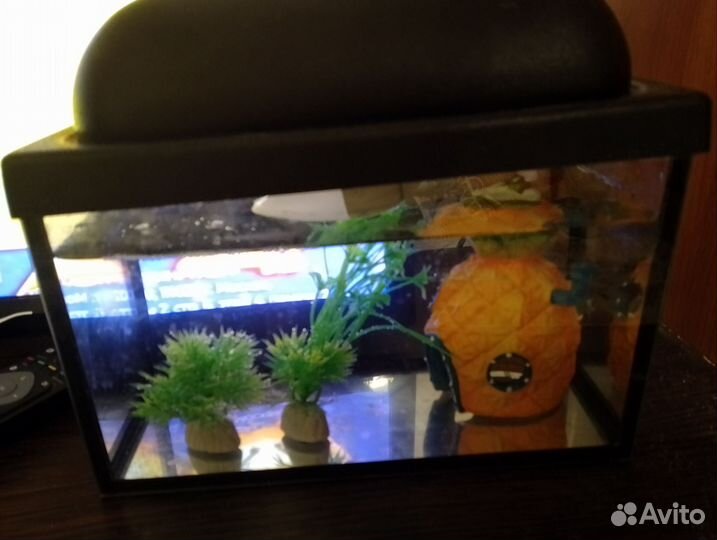 Аквариум