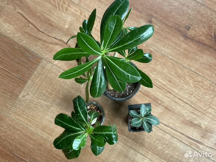 Адениум (роза пустыни, бонсай)