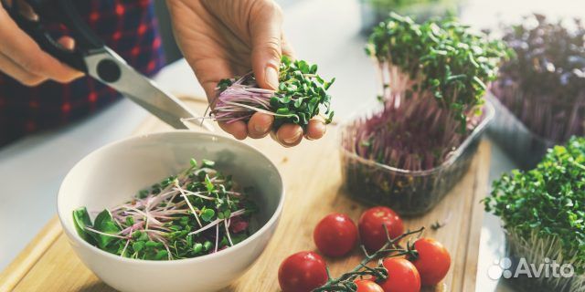 Микрозелень Набор для выращивания эко ферма