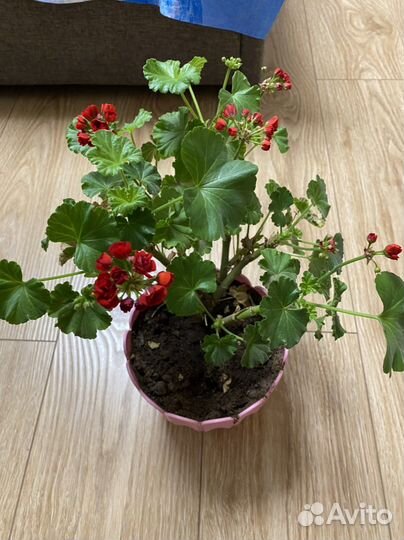 Пеларгония, герань, красная, махровая