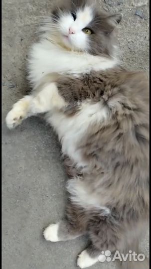 Отдам в добрые руки