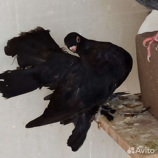 Голуби статные