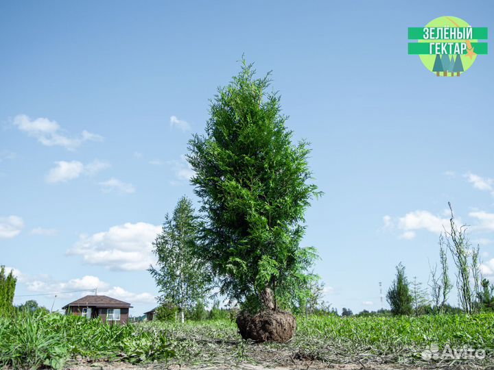 Туи брабант 2 м свежая копка 2023