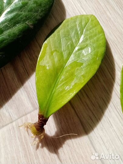 Замиакулькас