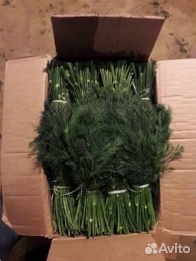 Зелень свежая.Оптом.Укроп.Петрушка.Лук зеленый