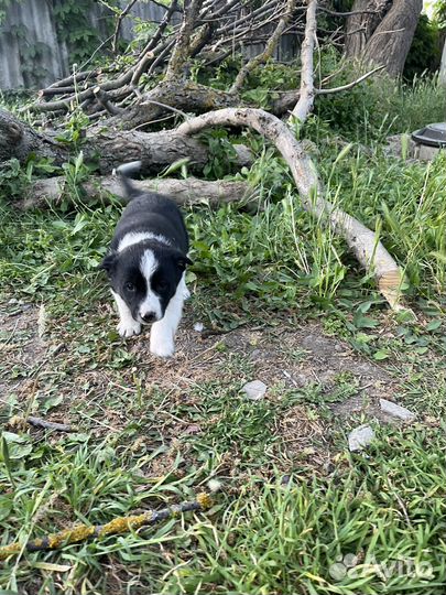 Собака в добрые руки отдам бесплатно