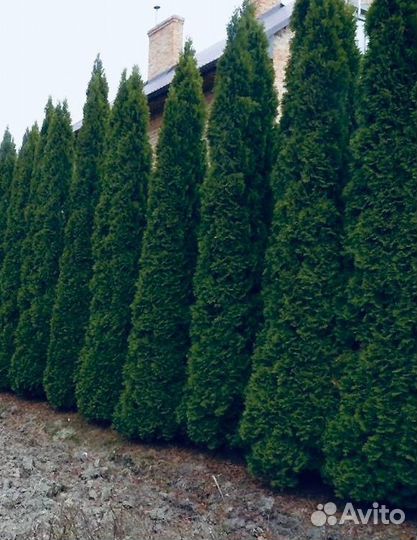 Туя крупномер