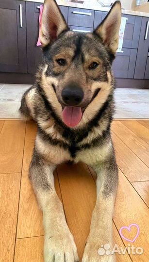 Собака в добрые руки