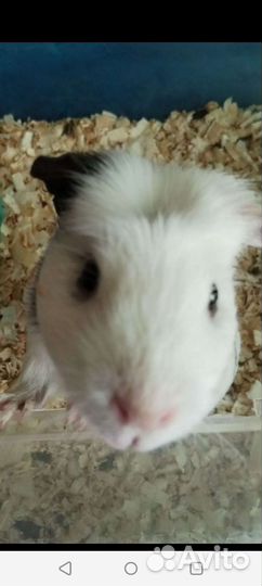 Морские свинки