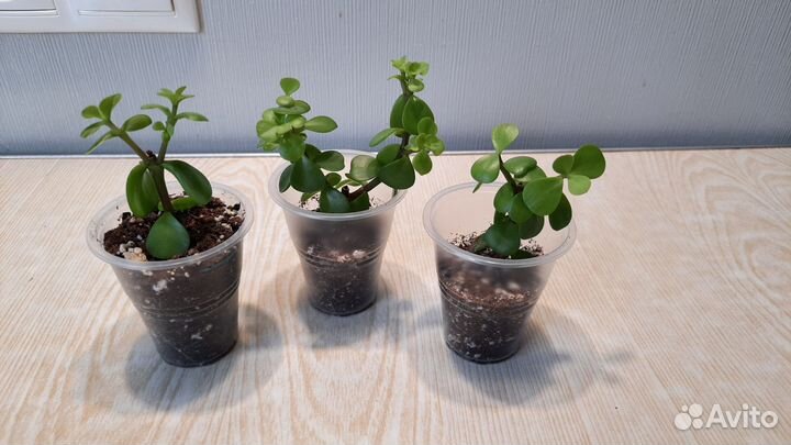 Комнатные растения бесплатно