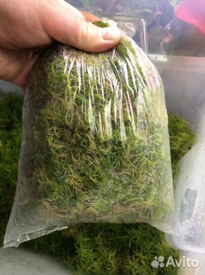 Живой мох сфагнум