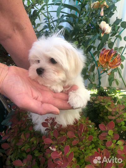 Щенки мальтезе