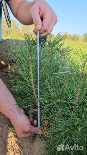 Сеянцы сосны обыкновенной окс от производителя