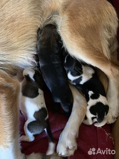 Щенки в добрые руки