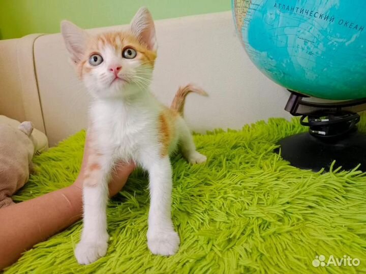 Рыжий котенок в добрые руки