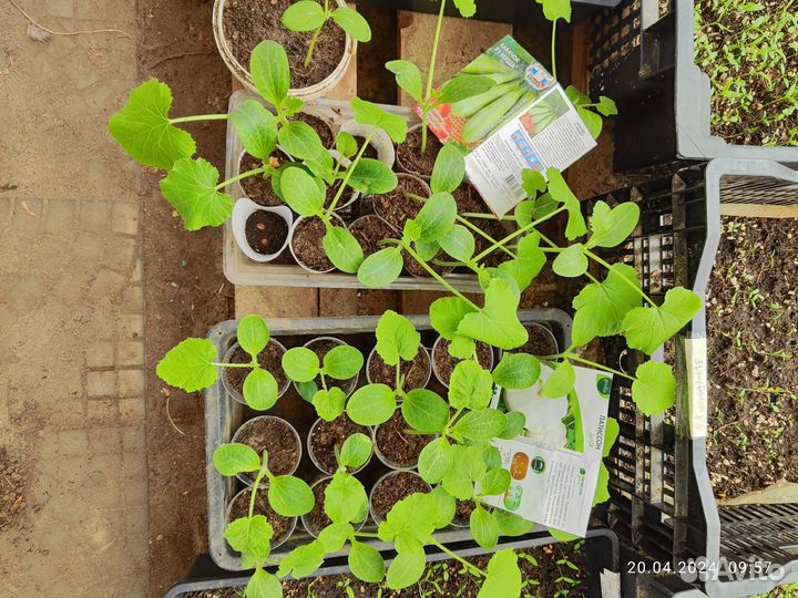 Рассада овощей