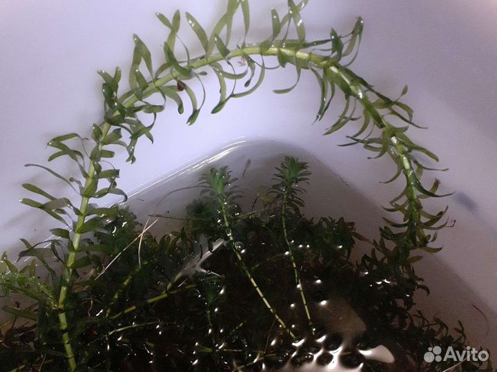 Растения пистия и Элодея канадская