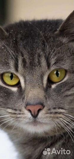 Котик в добрые руки