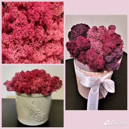 Мох стабилизированный