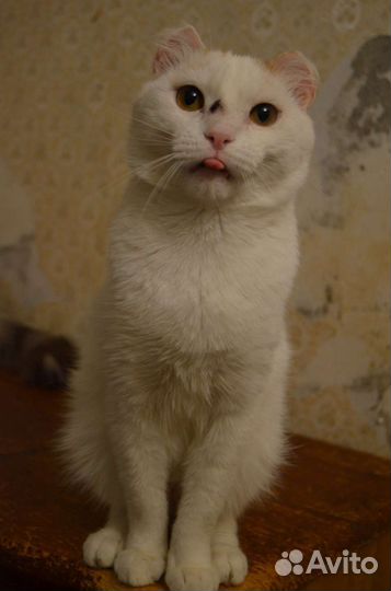 Котик Семён кастрат